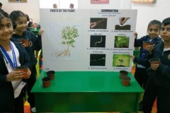 Germination 2018-2019