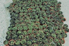 GERMINATION 2018-2019