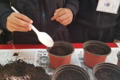Germination 2019-2020