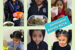 germination-activity-Kg1A-4