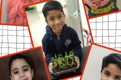 germination-activity-kg1C-2